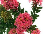 Midnight Magic Crape Myrtle First Editions Plum Magic Crape Myrtle Crmplu01g the Home Depot