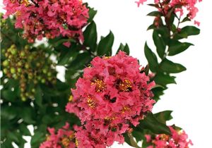 Midnight Magic Crape Myrtle First Editions Plum Magic Crape Myrtle Crmplu01g the Home Depot