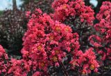 Midnight Magic Crape Myrtle First Editionsa Midnight Magica Crapemyrtle