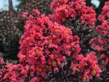 Midnight Magic Crape Myrtle First Editionsa Midnight Magica Crapemyrtle