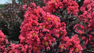 Midnight Magic Crape Myrtle First Editionsa Midnight Magica Crapemyrtle