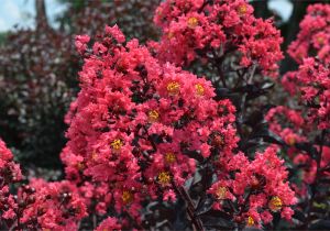 Midnight Magic Crape Myrtle First Editionsa Midnight Magica Crapemyrtle