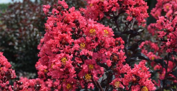 Midnight Magic Crape Myrtle First Editionsa Midnight Magica Crapemyrtle