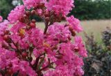 Midnight Magic Crape Myrtle First Editionsa Plum Magic Crapemyrtle