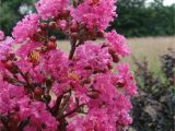 Midnight Magic Crape Myrtle First Editionsa Plum Magic Crapemyrtle