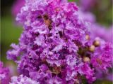 Midnight Magic Crape Myrtle Purple Magic Crape Myrtle Crmpma03g the Home Depot