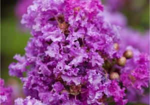 Midnight Magic Crape Myrtle Purple Magic Crape Myrtle Crmpma03g the Home Depot