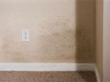 Mold Remediation Naples Fl Removing Mold From Inside Walls