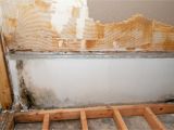Mold Remediation Naples Fl Removing Mold From Inside Walls