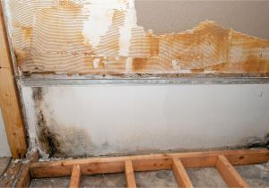 Mold Remediation Naples Fl Removing Mold From Inside Walls