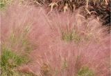 Muhlenbergia Capillaris Regal Mist Muhlenbergia Capillaris 39 Regal Mist 39 Inland Valley