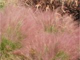 Muhlenbergia Capillaris Regal Mist Muhlenbergia Capillaris 39 Regal Mist 39 Inland Valley