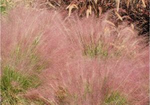 Muhlenbergia Capillaris Regal Mist Muhlenbergia Capillaris 39 Regal Mist 39 Inland Valley