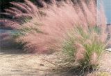 Muhlenbergia Capillaris Regal Mist Muhlenbergia Capillaris 39 Regal Mist 39 Inland Valley