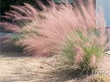 Muhlenbergia Capillaris Regal Mist Muhlenbergia Capillaris 39 Regal Mist 39 Inland Valley