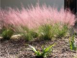 Muhlenbergia Capillaris Regal Mist Muhlenbergia Capillaris 39 Regal Mist 39 Inland Valley