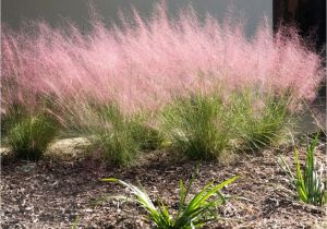 Muhlenbergia Capillaris Regal Mist Muhlenbergia Capillaris 39 Regal Mist 39 Inland Valley