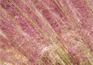 Muhlenbergia Capillaris Regal Mist Muhlenbergia Capillaris 39 Regal Mist 39 Inland Valley