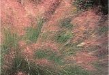 Muhlenbergia Capillaris Regal Mist Regal Mist Muhly Grass Muhlenbergia Capillaris Regal