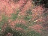 Muhlenbergia Capillaris Regal Mist Regal Mist Muhly Grass Muhlenbergia Capillaris Regal