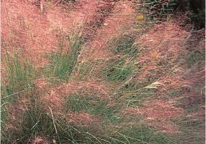 Muhlenbergia Capillaris Regal Mist Regal Mist Muhly Grass Muhlenbergia Capillaris Regal