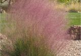 Muhlenbergia Capillaris Regal Mist Regal Mist Muhly Grass Muhlenbergia Capillaris Regal