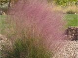 Muhlenbergia Capillaris Regal Mist Regal Mist Muhly Grass Muhlenbergia Capillaris Regal