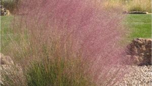 Muhlenbergia Capillaris Regal Mist Regal Mist Muhly Grass Muhlenbergia Capillaris Regal