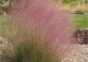 Muhlenbergia Capillaris Regal Mist Regal Mist Muhly Grass Muhlenbergia Capillaris Regal