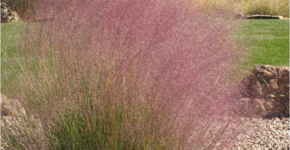 Muhlenbergia Capillaris Regal Mist Regal Mist Muhly Grass Muhlenbergia Capillaris Regal