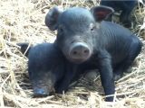 Mulefoot Hogs for Sale Heritage Hogs Morganic Farm