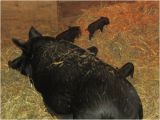 Mulefoot Hogs for Sale Large Img 0653 God S Country Ranch