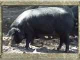 Mulefoot Hogs for Sale Morningside Meadows Mulefoot Pigs