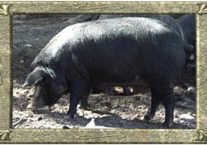 Mulefoot Hogs for Sale Morningside Meadows Mulefoot Pigs