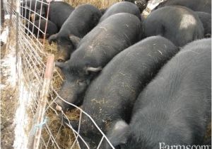 Mulefoot Hogs for Sale Mulefoot butcher Size Pigs for Sale Classified Farms Com