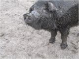 Mulefoot Hogs for Sale Mulefoot butcher Size Pigs for Sale Classified Farms Com