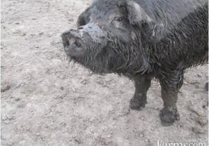 Mulefoot Hogs for Sale Mulefoot butcher Size Pigs for Sale Classified Farms Com