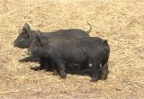 Mulefoot Hogs for Sale Mulefoot Hogs God 39 S Country Ranch