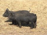 Mulefoot Hogs for Sale Mulefoot Hogs God 39 S Country Ranch