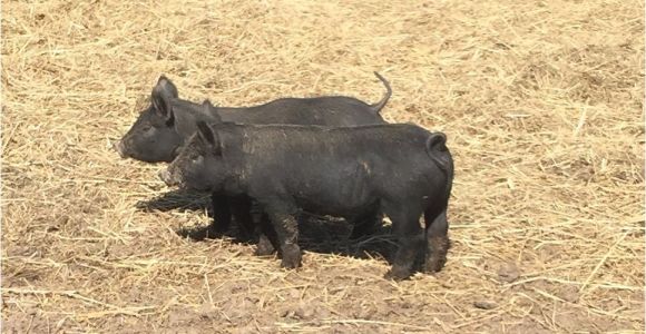 Mulefoot Hogs for Sale Mulefoot Hogs God 39 S Country Ranch