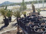 Native Plant Nursery El Paso A Unique Local Nursery It 39 S A Dry Heat