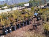 Native Plant Nursery El Paso A Unique Local Nursery It 39 S A Dry Heat