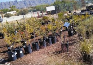 Native Plant Nursery El Paso A Unique Local Nursery It 39 S A Dry Heat