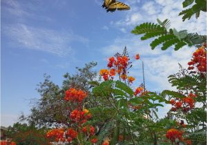 Native Plant Nursery El Paso Group Plans Meeting to Promote Native Plants In El Paso