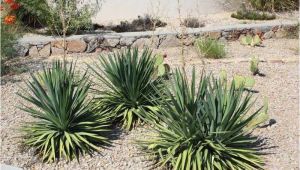 Native Plant Nursery El Paso why Native Plants El Paso County Master Gardeners