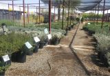 Northeast Plant World Nursery El Paso Tx Eastside Discount Nursery Plant Nursery In El Paso