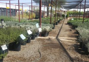 Northeast Plant World Nursery El Paso Tx Eastside Discount Nursery Plant Nursery In El Paso