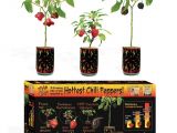 Northeast Plant World Nursery El Paso Vegetable Plants Edible Garden the Home Depot