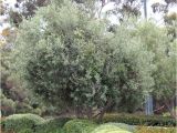 Olea Europaea Swan Hill Olea Europaea 39 Swan Hill 39