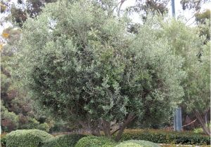 Olea Europaea Swan Hill Olea Europaea 39 Swan Hill 39